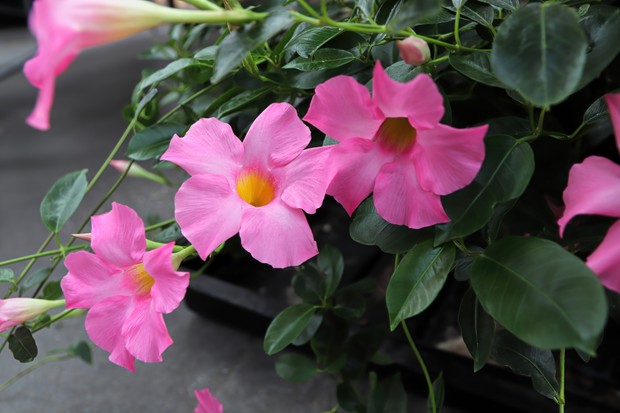 Closeup of pink flowers on a Dipladenia plant. (Foto: Getty Images/iStockphoto)