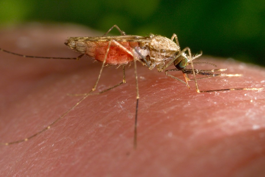 Mosquito Anopheles, vetor da malária.