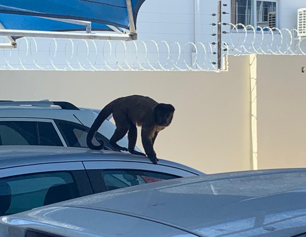 Macaco invadiu condomínio e assustou moradores na Zona Leste de Teresina — Foto: Arquivo pessoal