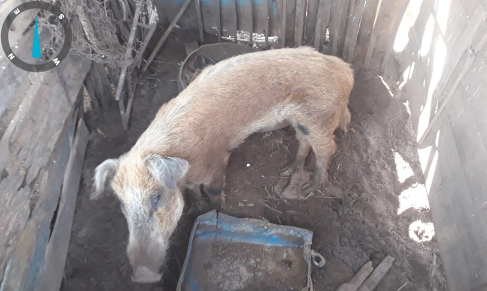 Mulher é multada em mais de R$ 94 mil por maus-tratos a animais em Nhandeara (SP) — Foto: Polícia Militar Ambiental/Divulgação
