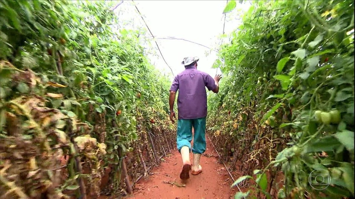 Um Pequeno Produtor Rural Vende Um Quilograma