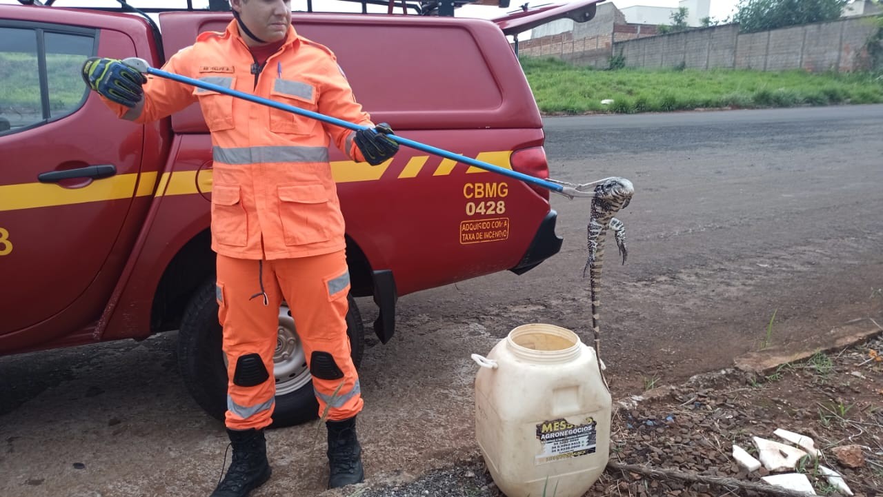 Teiú é resgatado após ficar preso em tubulação em Ituiutaba