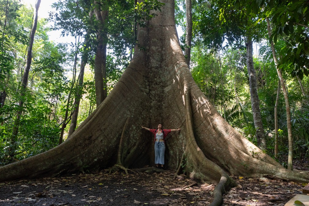 O tamanho da Samaúma, uma árvore da Floresta Nacional do Tapajós — Foto: Marcelo Brandt/G1