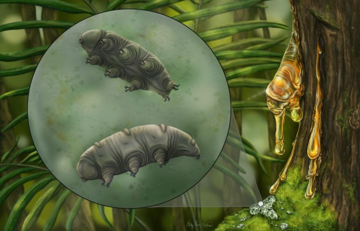 Especies de tardígrados, ‘la criatura más poderosa del planeta’, encontrada en ámbar de 16 millones de años |  Ciencias