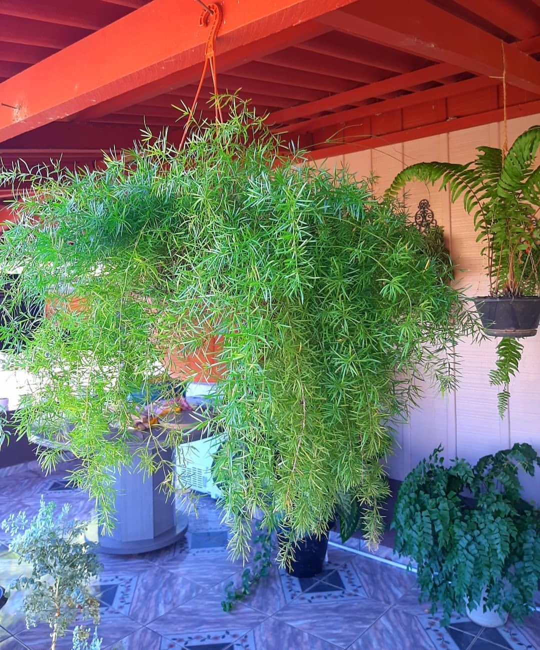Plantas pendientes para cultivar en el balcón (Foto: Reproducción / Instagram / @viviane.cristinasilva)