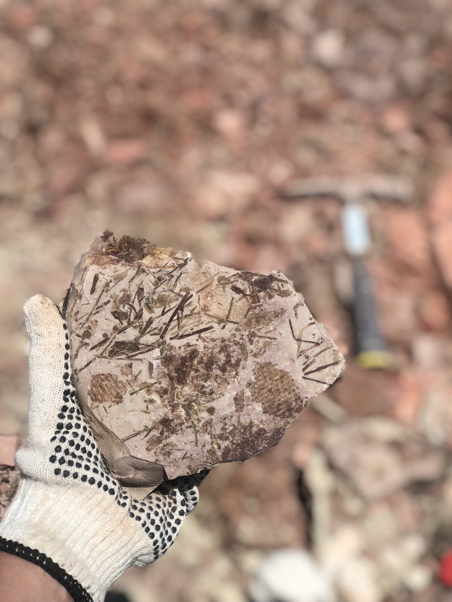 Material coletado no sítio paleontológico redescoberto em Dom Pedrito (RS) (Foto: Ferraz et al.)