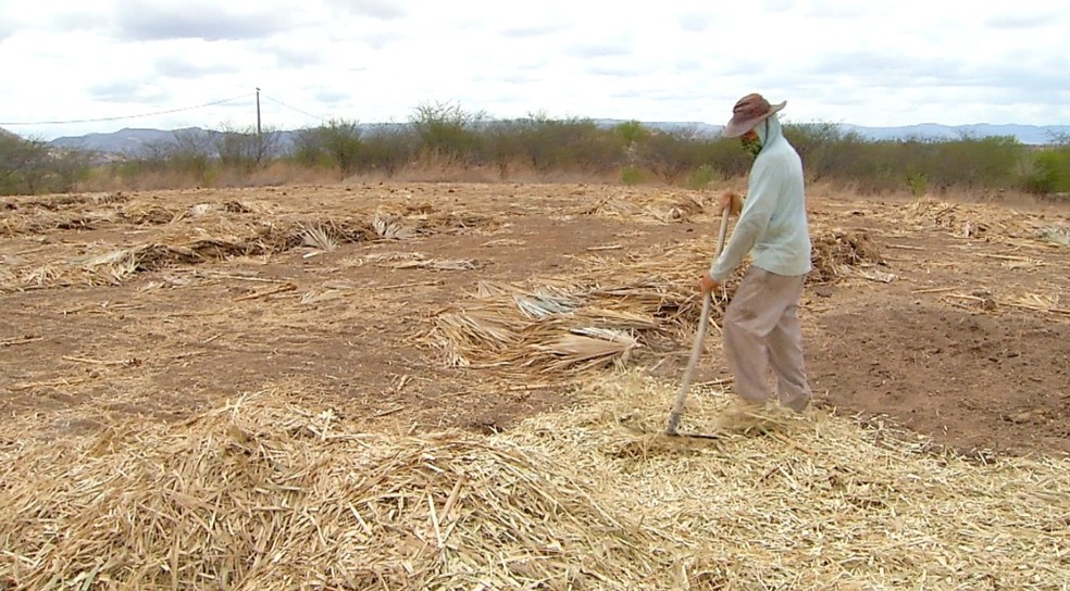 Agricultor Manoel Antônio, prepara terra para receber plantação quando chuvas começarem no RN. — Foto: Reprodução/Inter TV Costa Branca