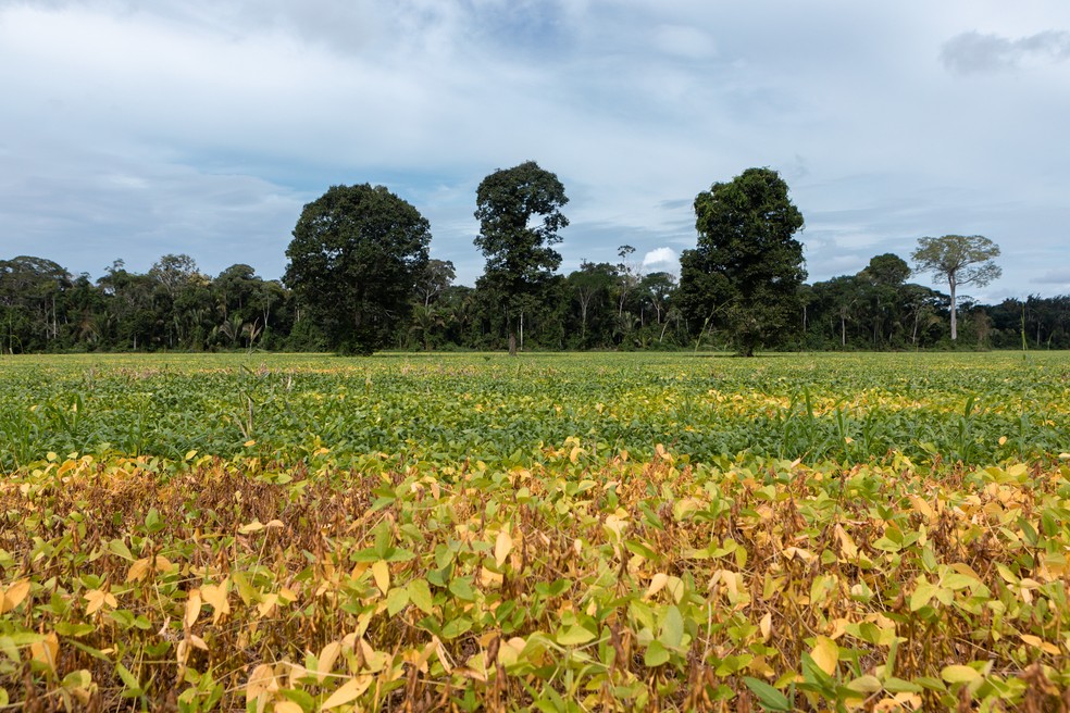 Castanheiras "soltas" em plantação de soja na BR-163, entre Mato Grosso e Pará — Foto: Marcelo Brandt/G1