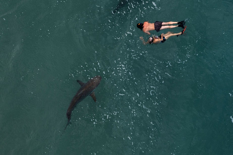 Casal nada ao lado de um tubarão no Mar Mediterrâneo, perto da cidade costeira de Hadera, no norte de Israel.