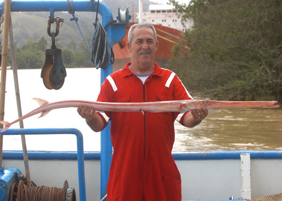 Peixe-trombeta foi encontrado no litoral catarinense — Foto: Marcos Porto/Jornal de SC/Agência RBS