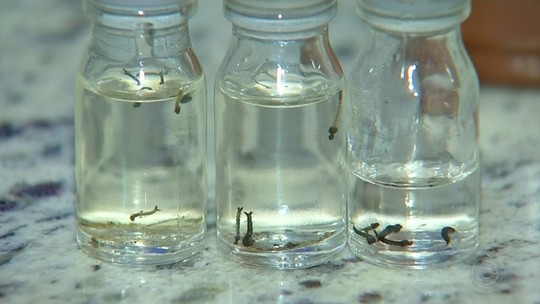 Levantamento aponta alto índice de infestação de Aedes aegypti em Buri