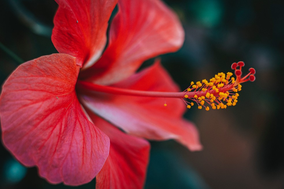 Flor de hibisco pode ser usada para decorar, dar sabor aos pratos e preparada como chá — Foto: Reprodução da Internet