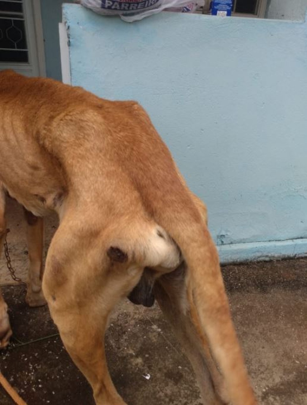 Cão está esquelético e com feridas — Foto: Polícia Civil/Divulgação