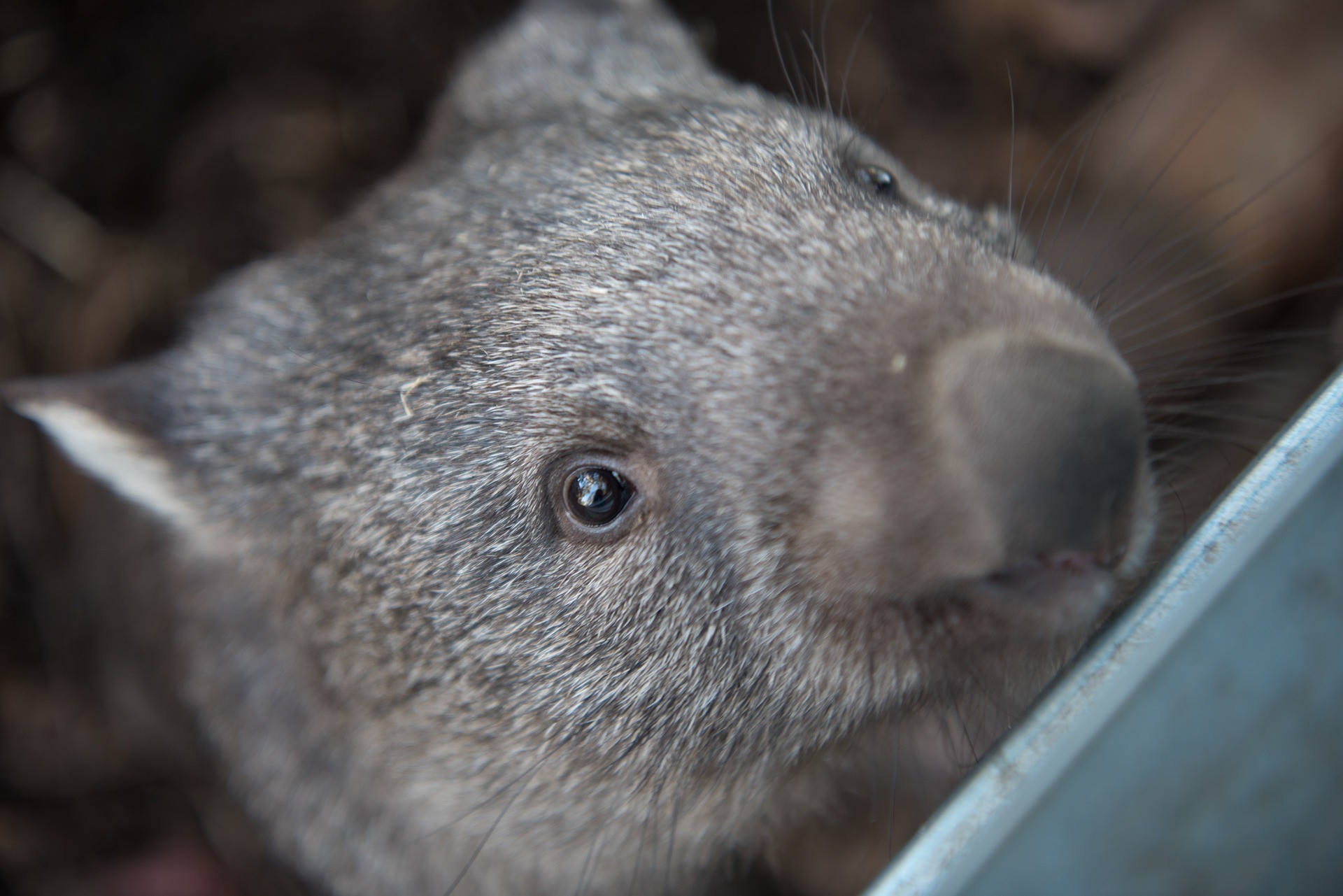 Vombate, marsupial (Foto: pen_ash/Pixabay )