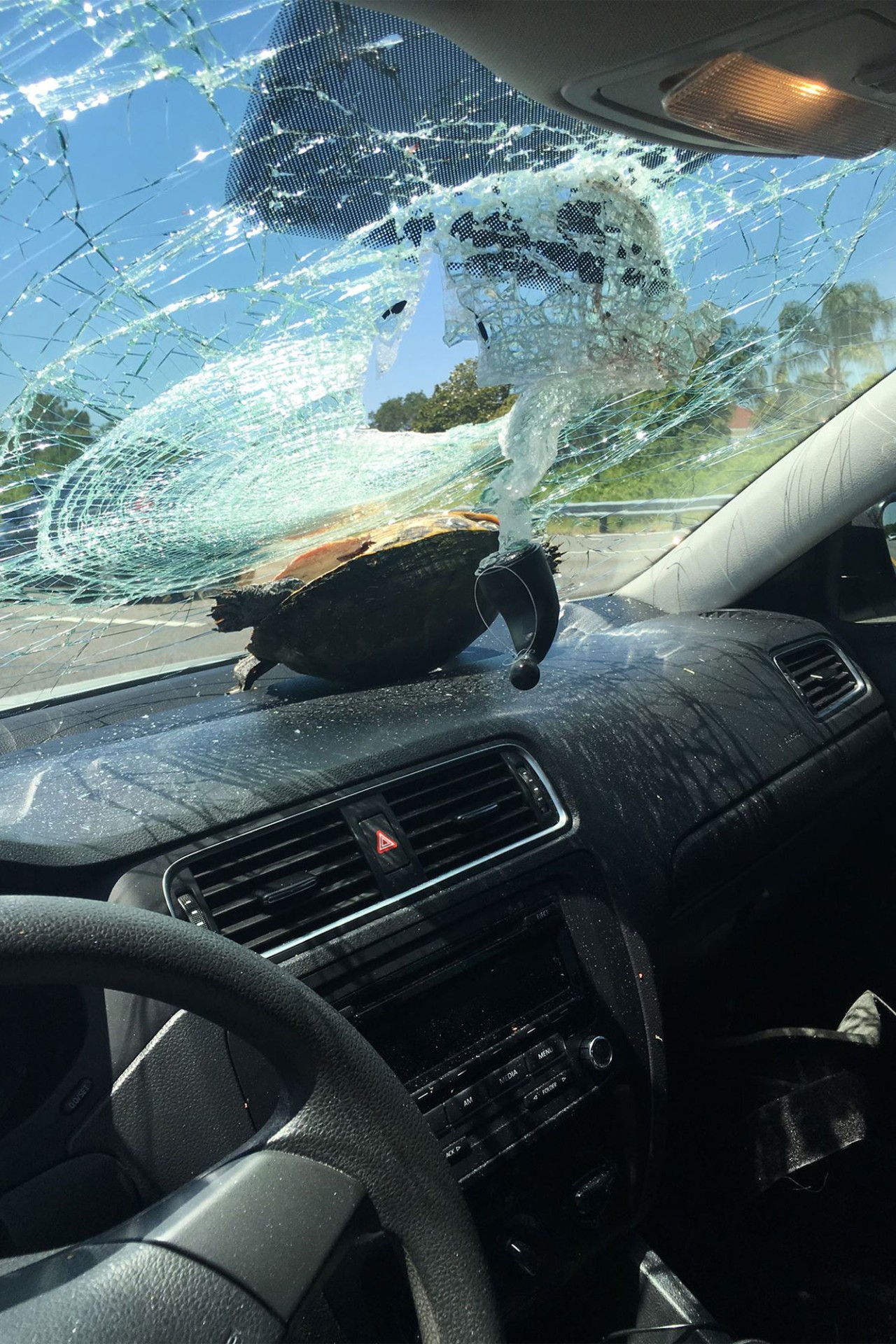 O que passa pela cabeça de um inseto quando ele bate no pára-brisa