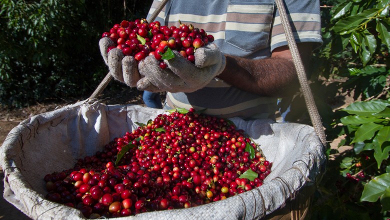 cafe (Foto: Globo Rural)