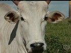 Pecuaristas de SP retém o gado à espera de aumento na arroba do boi