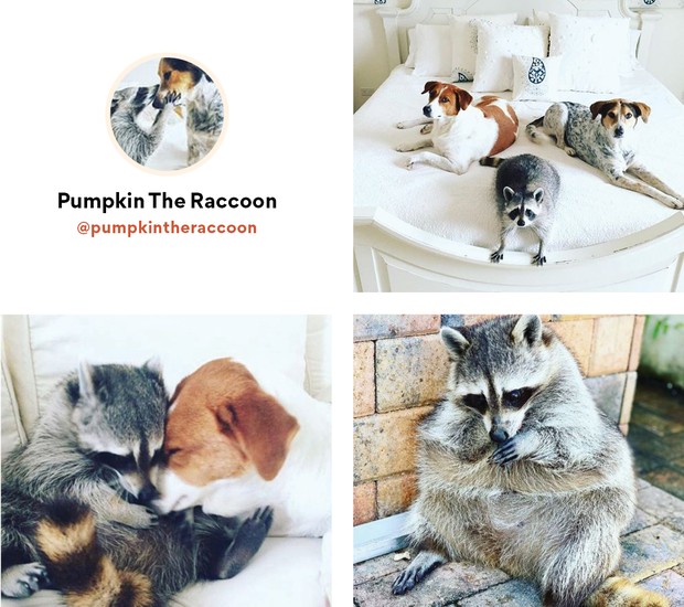 Pumpkin The Raccoon (Foto: Reprodução Instagram)