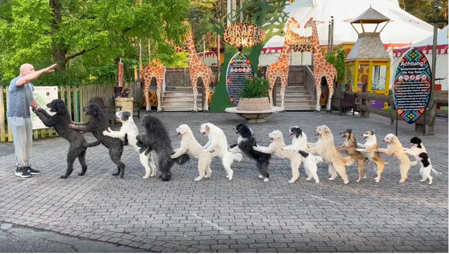 14 cães dançarinos liderados pelo veterano treinador Wolfgang Lauenburger