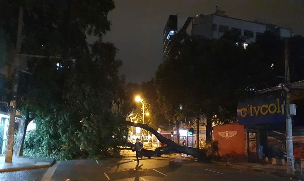 Uma árvore caiu na região da Tijuca na noite deste domingo  — Foto: Gabriela David/GloboNews