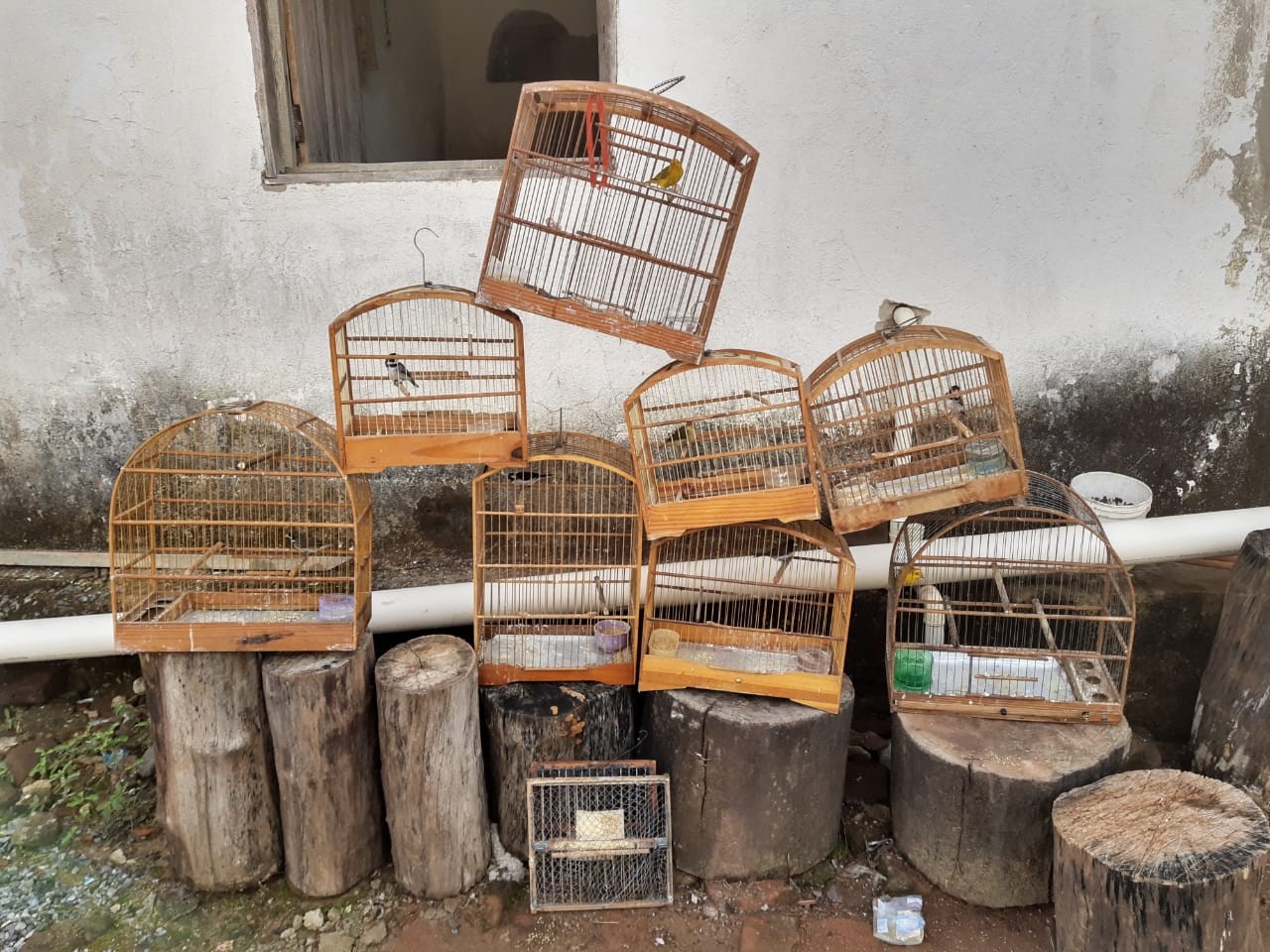 Polícia apreende pássaros silvestres mantidos em cativeiro, em Governador Valadares