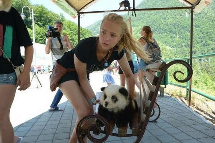 Turista com chow chow transformado em filhote de panda