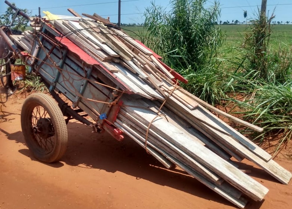 Cavalo é alvo de maus-tratos em Rosana — Foto: Polícia Ambiental 