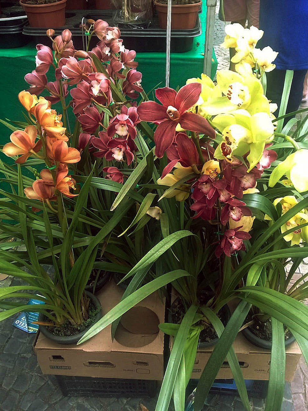 Exposição de orquídeas deixa Barra Mansa mais florida a partir de  quinta-feira | Sul do Rio e Costa Verde | G1