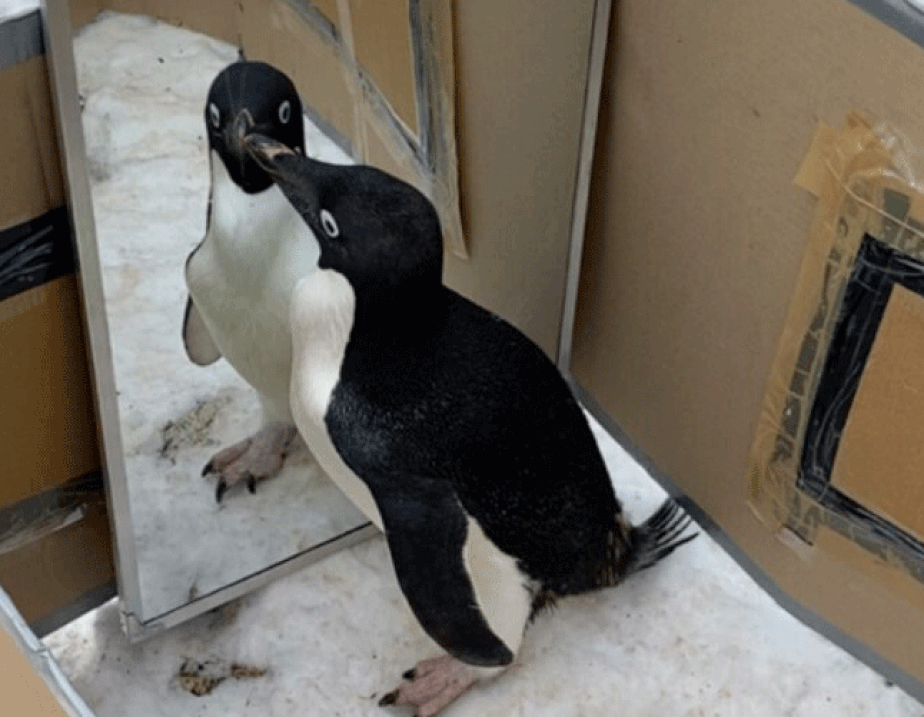 Pinguim-de-adélie olha atentamente para sua imagem durante teste de espelho.
