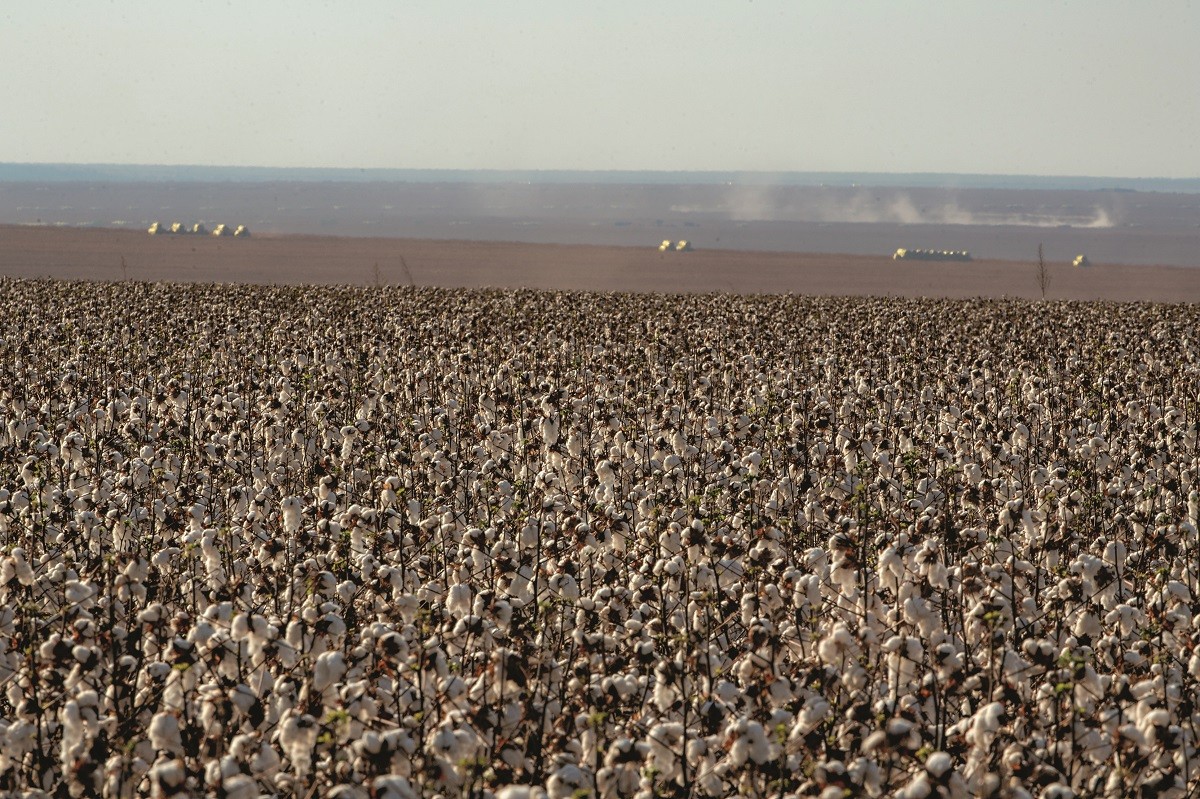 Hoje 95% do algodão brasileiro é cultivado em área de Cerrado, sendo 70% em Mato Grosso e 23% na Bahia (Foto: José Medeiros)