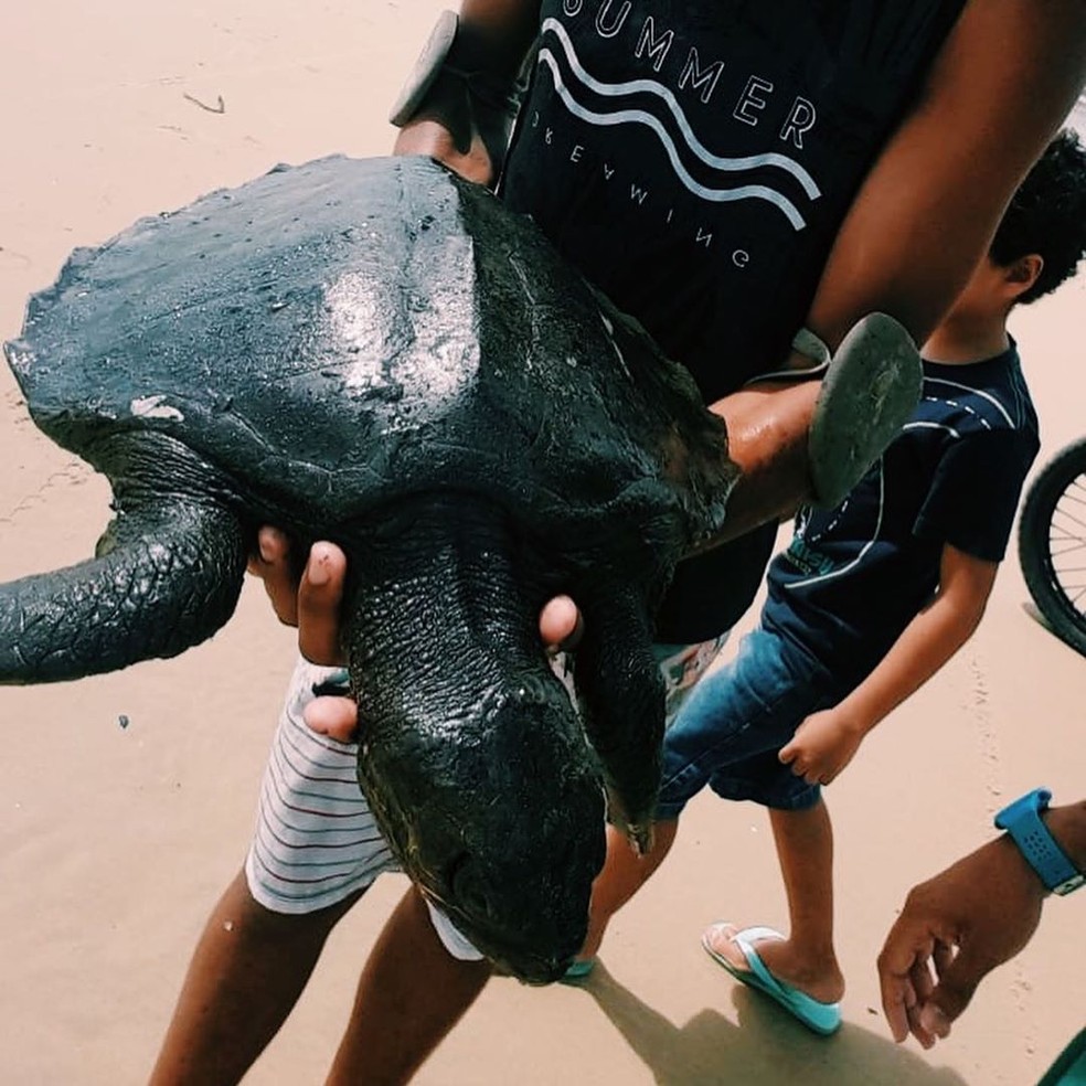 Tartarugas cobertas de óleos foram encontradas em praias do litoral nordestino — Foto: Instituto Verdeluz/Divulgação
