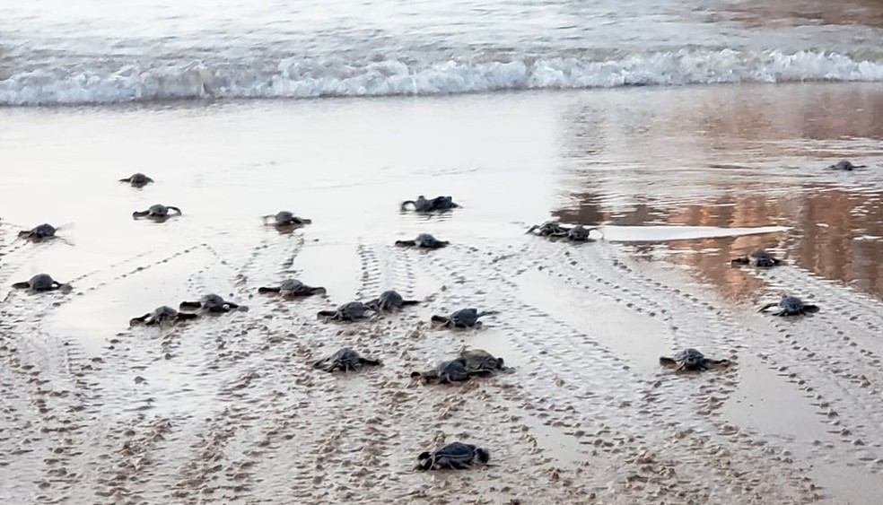 Filhotes de tartaruga-marinha seguem para o mar em Fernando de Noronha — Foto: Ana Clara Marinho/TV Globo