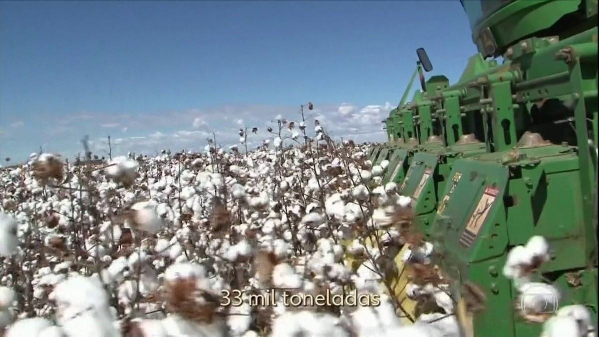 Estoque de algodão aumenta durante pandemia e preocupa produtores do oeste da Bahia thumbnail