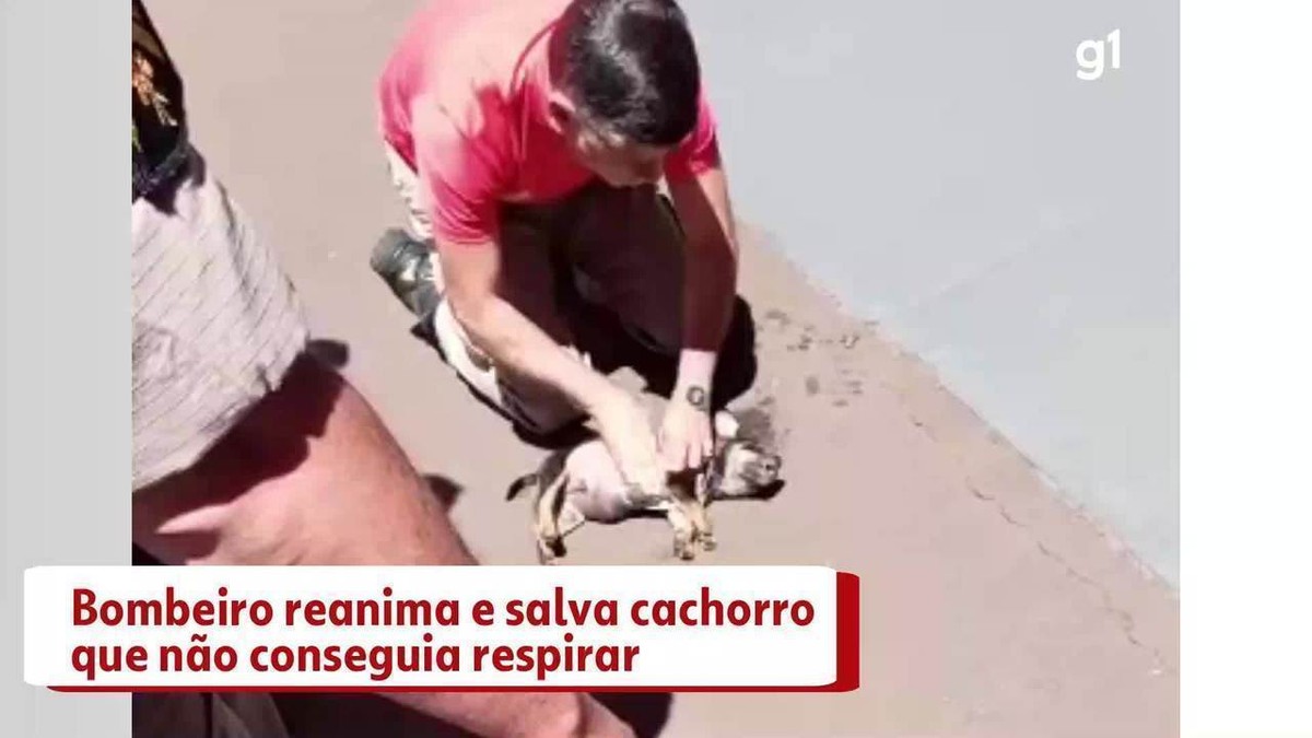 VÍDEO: Bombeiro reanima e salva filhote de cachorro que ficou sem respirar após prender a cabeça em cano, no Paraná