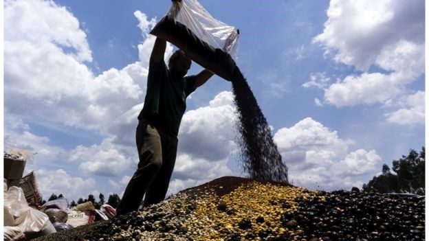 Ainda é pouco: 'Maior projeto de reflorestamento da história' recupera menos de 5% do desmatamento anual na Amazônia