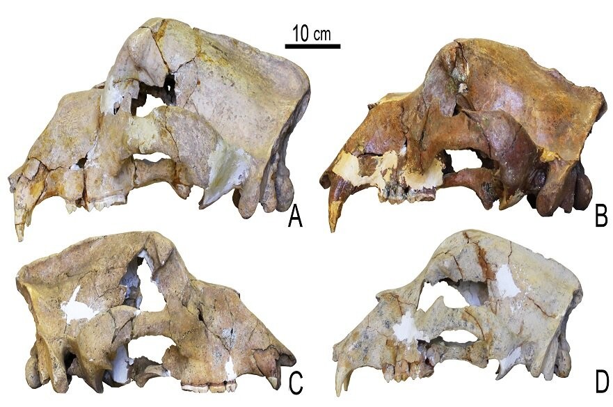 Crânios de ursos-das-cavernas da região da Eurásia (Foto: Gennady Baryshnikov)