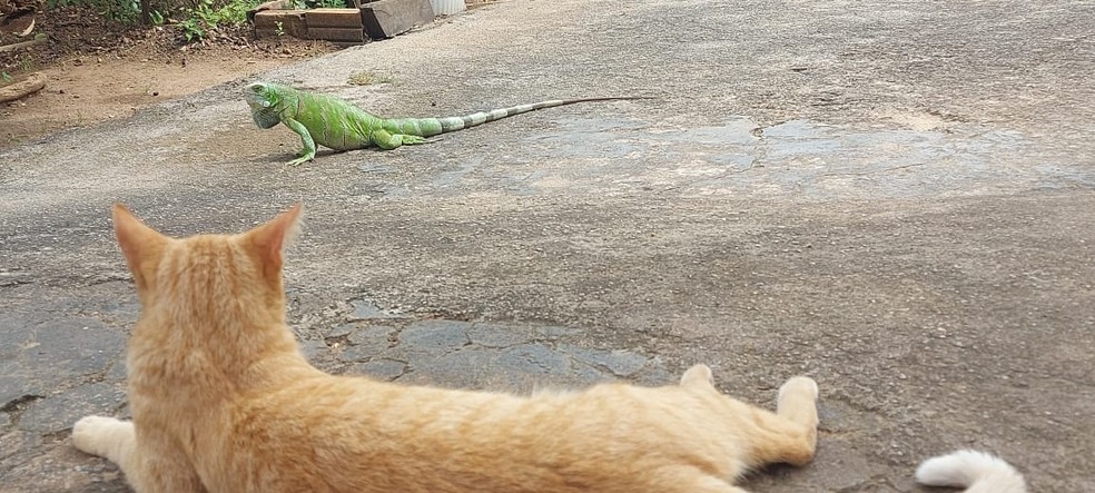 Gato observando iguana em uma casa na região sul de Palmas — Foto: Vilma Nascimento/G1 Tocantins