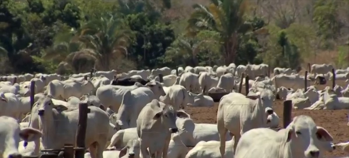 Brazil The new Emater quotation about live cattle price per arroba in