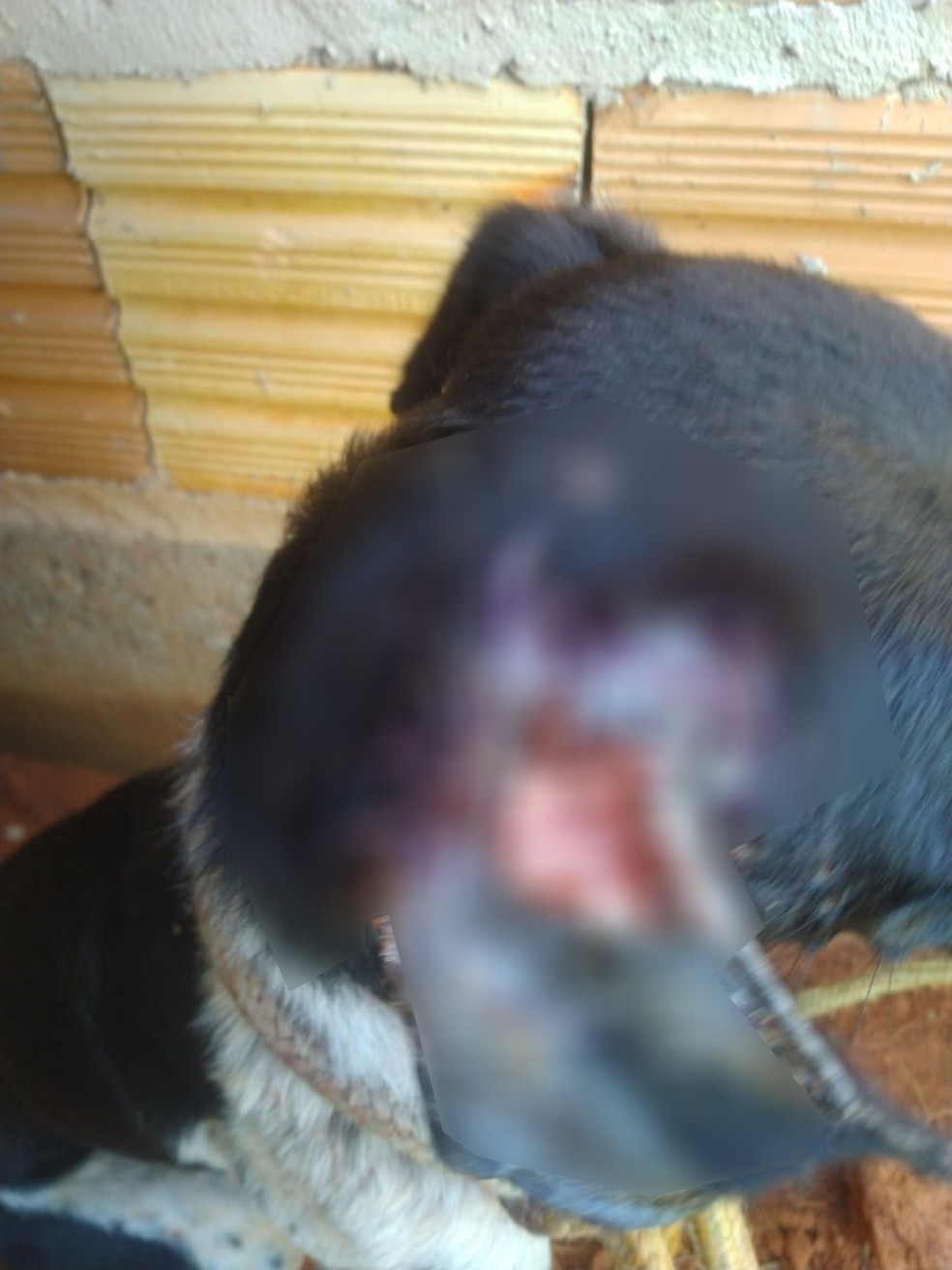 Mulher foi multa por maus-tratos e cachorro em Presidente Prudente (SP) — Foto: Polícia Militar Ambiental