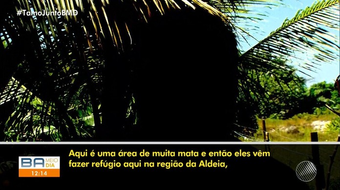 Grupo E Morto Em Troca De Tiros Com Pms Em Camacari Na Bahia Bahia G1