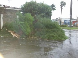 Quedas de árvores foram registradas em Jaú após forte chuva (Foto: Divulgação/Luizinho Andretto)