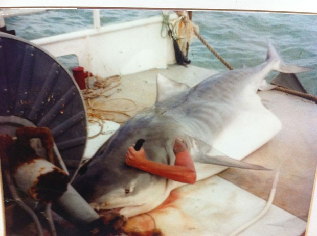 Depois de pescar tubarão, homem entrou em animal morto e tirou foto como se estivesse atacando animal por dentro (Foto: Divulgação/3AW Breakfast.)