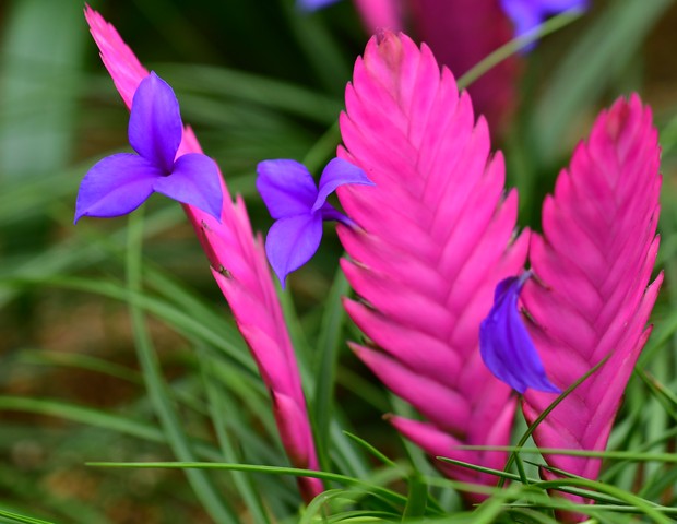Tillandsia cyanea, commonly called pink quill, is a species of flowering plant in the bromeliad family. Tillandsia cyanea, native to the rainforests of Ecuador, produces a fountain of sword-shaped green leaves and a paddle-shaped spike of pink bracts with (Foto: Getty Images)