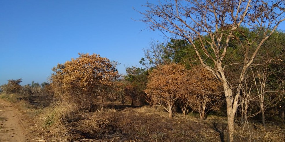 4,72 hectares foram consumidos pelo fogo, em Tarabai — Foto: Polícia Militar Ambiental 