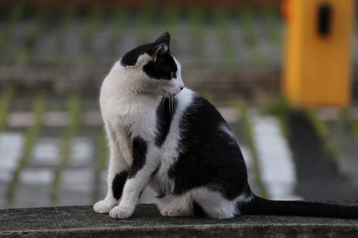 Os tutores de gatos estão sendo aconselhados a deixarem seus gatos apenas dentro de casa à noite, no Reino Unido, para proteger os morcegos (Foto: Flickr/ Yoshi Huang/ CreativeCommons)