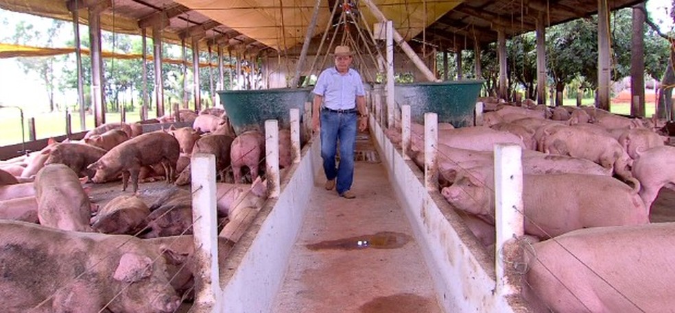 Mato Grosso deve começar a exportar carne suína — Foto: Reprodução/TVCA