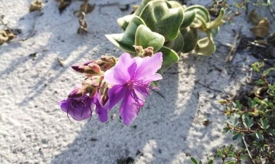 Endêmica das dunas de Cabo Frio, planta rara Pleroma hirsutissimum renasce no local de origem