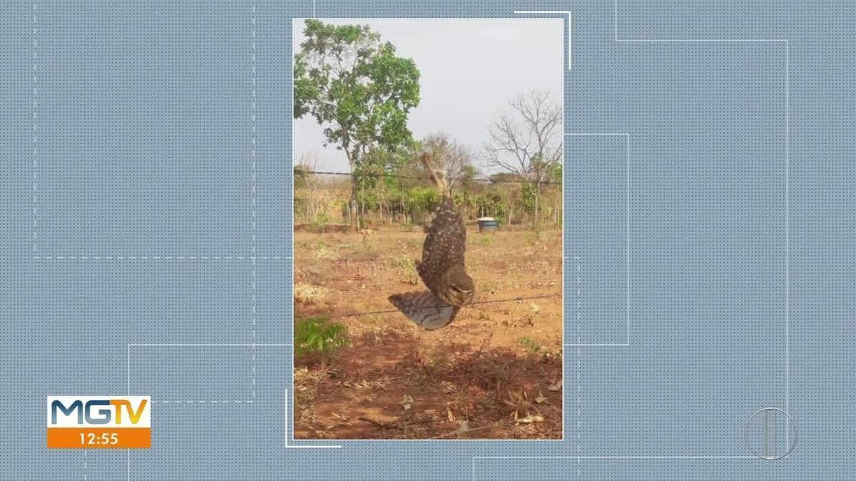 Bombeiros resgatam coruja presa em cerca de arame farpado em Montes Claros, MG