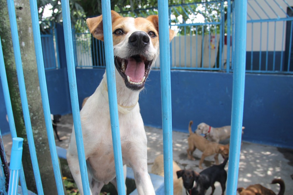 Adoção De Cães De Raça Rj 2015 Animais Adotados No Canil De Guaruja Ja Saem Microchipados