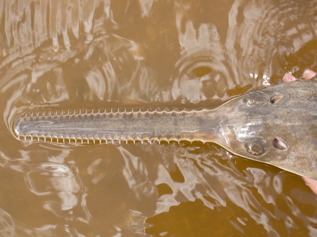   Exemplar de peixe-serra-de-dentes-pequenos (Pristis pectinata) encontrado em rio da Flórida: pesquisadores descobriram que fêmea da espécie é capaz de se reproduzir por partenogênese  (Foto: Florida Fish and Wildlife Conservation Commission (FWC))